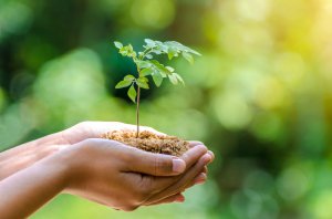 Baumkult Foto: © sarayut_sy @ shutterstock