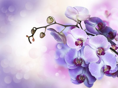 Lebensberatung Foto: ©  raduga21 @ Fotolia