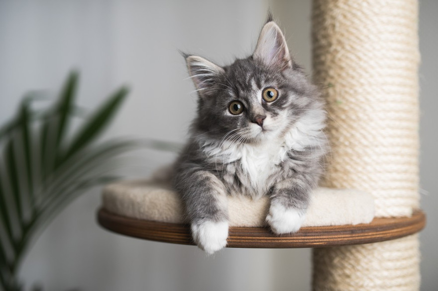 Ailuromantie Foto: © FurryFritz @ AdobeStock
