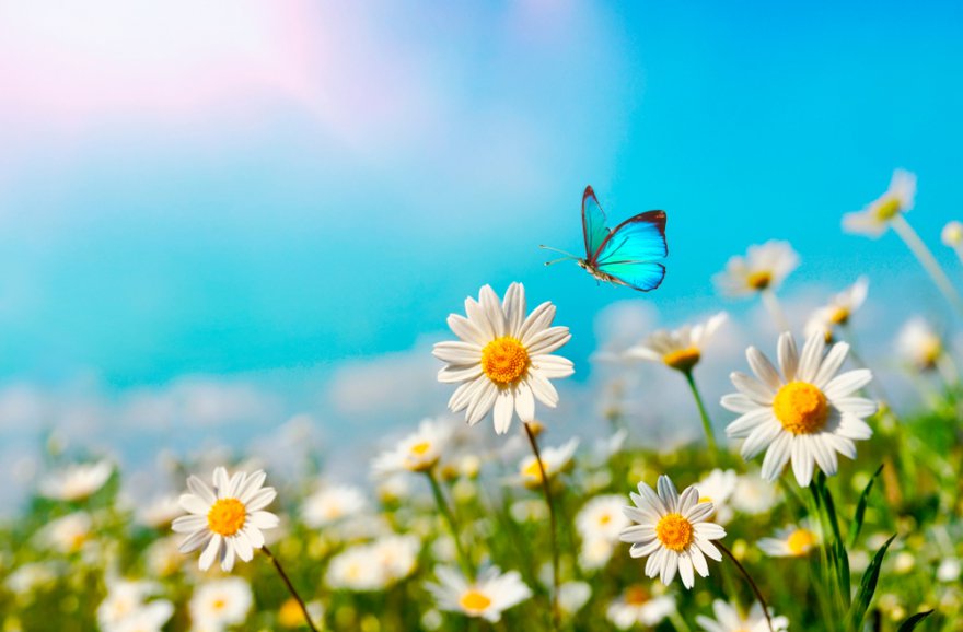 Elementarwesen Foto: © LedyX @ shutterstock