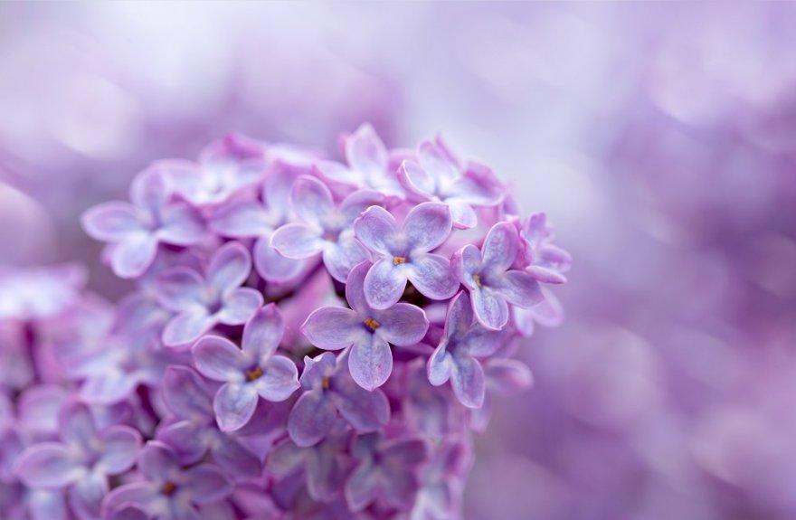 Flieder Foto: © Swetlana Wall.jpeg @ AdobeStock