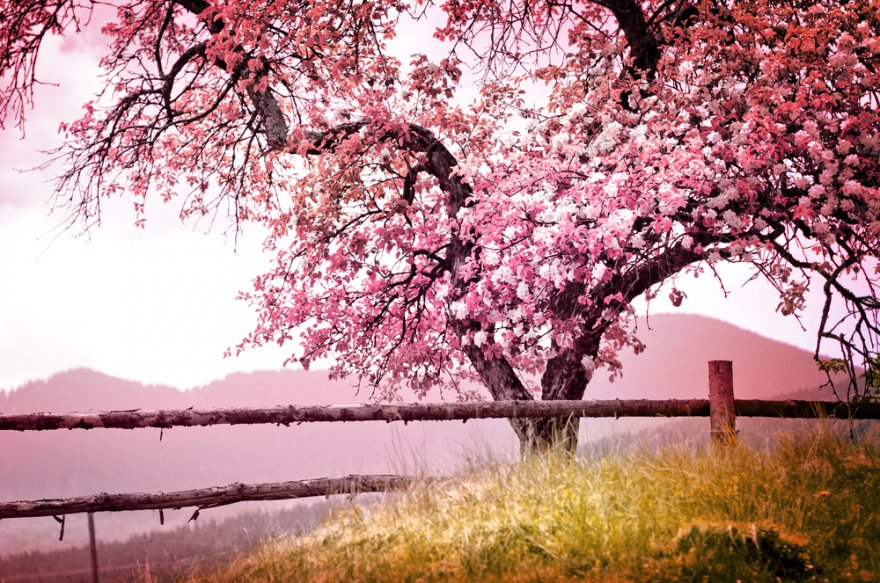 Frühling Foto: © iravgustin @ shutterstock