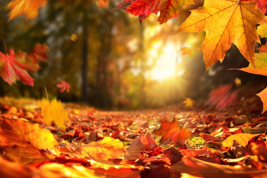 Herbst Foto: © Smileus @ shutterstock