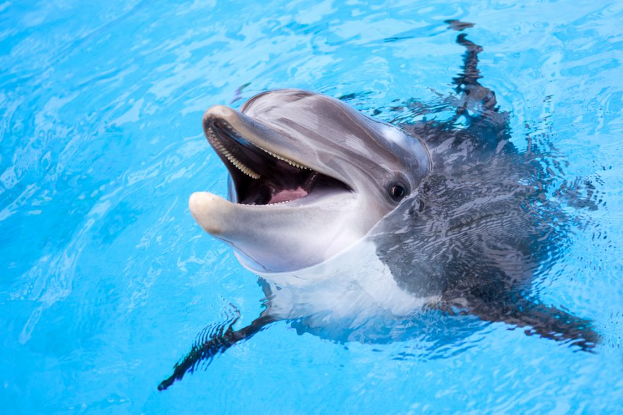 Krafttier Delfin Foto: © Irina No @ shutterstock