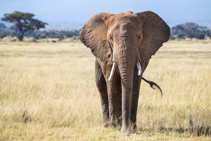 Krafttier Elefant Foto: © Jane Rix @ shutterstock