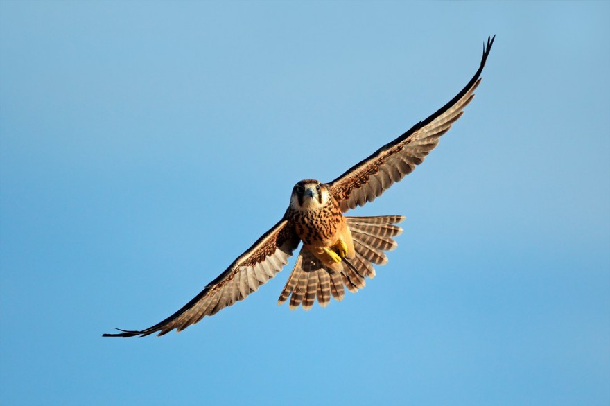 Krafttier Falke Foto: © EcoView @ AdobeStock