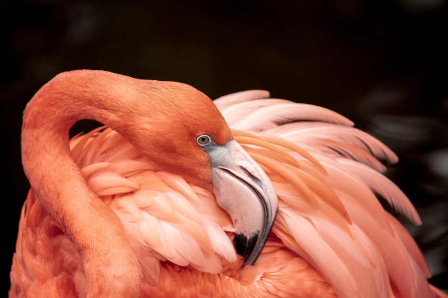 Krafttier Flamingo Foto: © Brendt A Petersen @ shutterstock