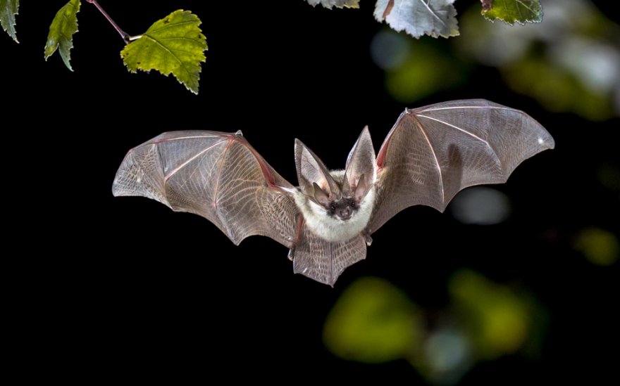 Krafttier Feldermaus Foto: © Rudmer Zwerver @ shutterstock