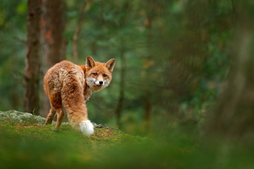 Krafttier Fuchs Foto: © Ondrej Prosicky @ shutterstock