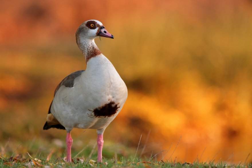Krafttier Gans Foto: © Edwin Godinho @ shutterstock
