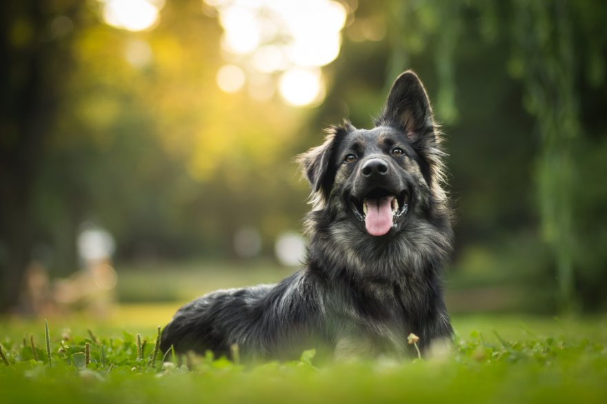Krafttier Hund Foto: © xkunclova @ shutterstock