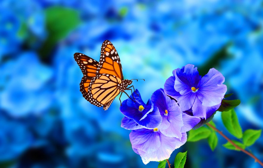 Krafttier Schmetterling Foto: © Candy_Plus @ shutterstock