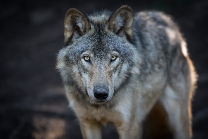 Krafttier Wolf Foto: © PatrickLauzon photographe @ shutterstock
