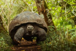 Krafttier Schildkröte Foto: © Nick Blamire_Brown @ shutterstock