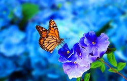 Krafttier Schmetterling Foto: © Candy_Plus @ shutterstock