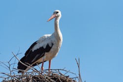 Krafttier Storch Foto: © PhotoRK @ shutterstock