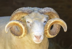Krafttier Widder Foto: © yhelfman @ shutterstock