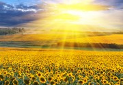 Hypnose - die Reise ins Unterbewusstsein Foto: © Artur Synenko @ Fotolia
