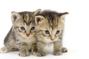 Tierkommunikation - Verbindung zu unserem vierbeinigen Partner aufnehmen Foto: © Tony Campbell @ Fotolia