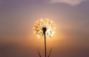 Sehnsüchte treiben uns an im Leben Foto: © DarZel @ shutterstock