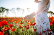 Geburtsblume - Bedeutung und Symbolik: Das florale Sternzeichen für die Monate Juli bis Dezember Foto: © Konstantin Zibert.jpeg @ AdobeStock